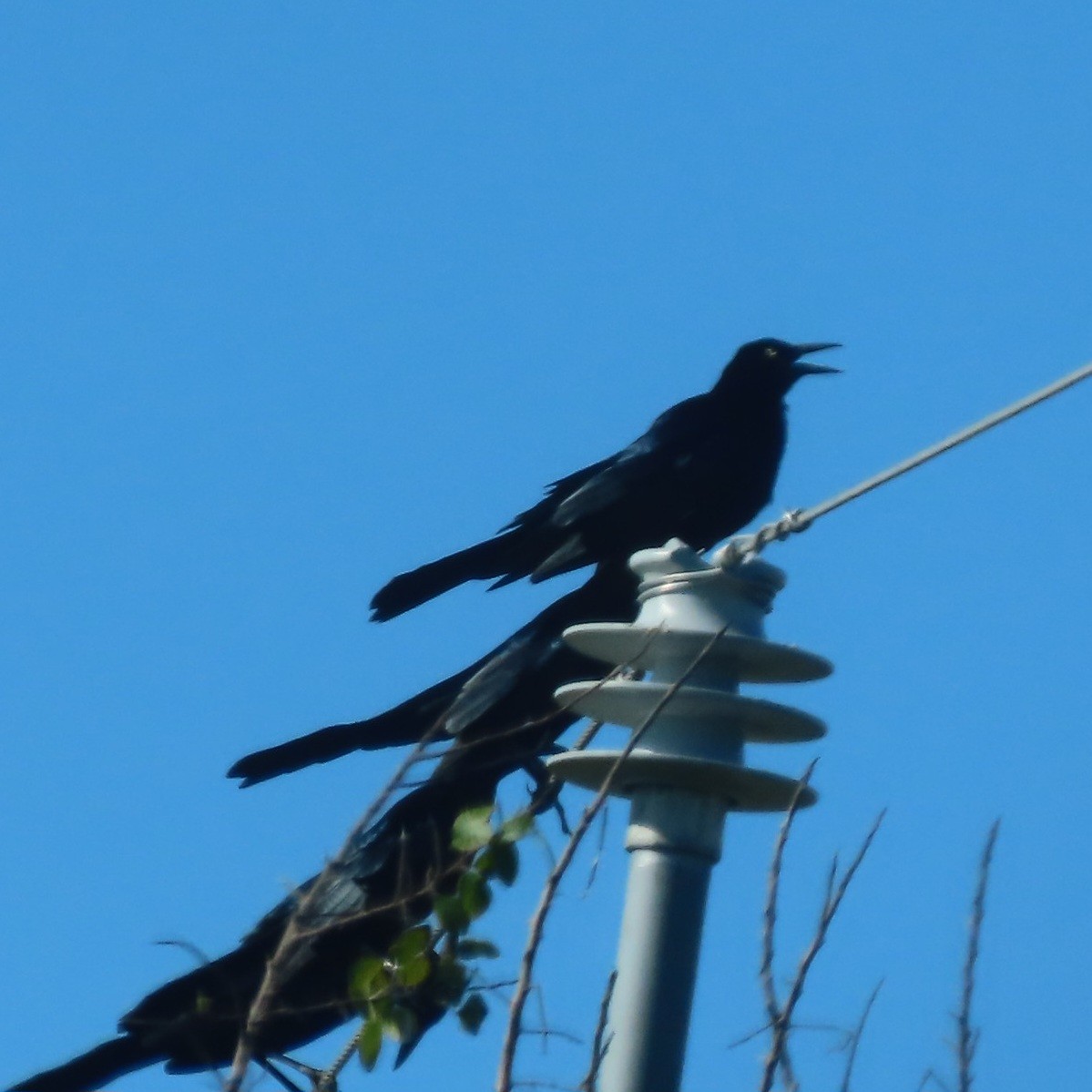 Great-tailed Grackle - ML644253031