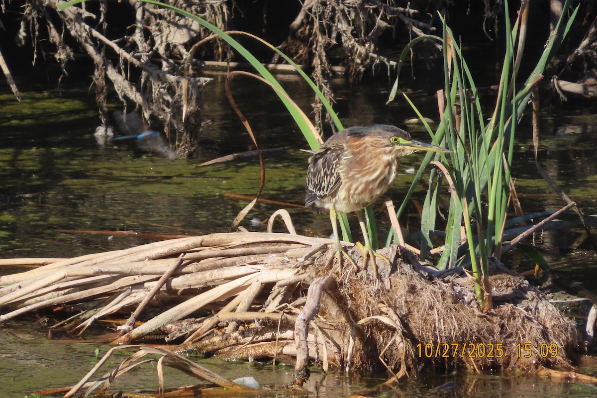 Green Heron - ML644253037