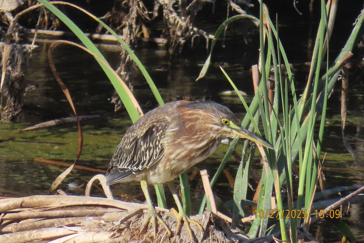 Green Heron - ML644253040