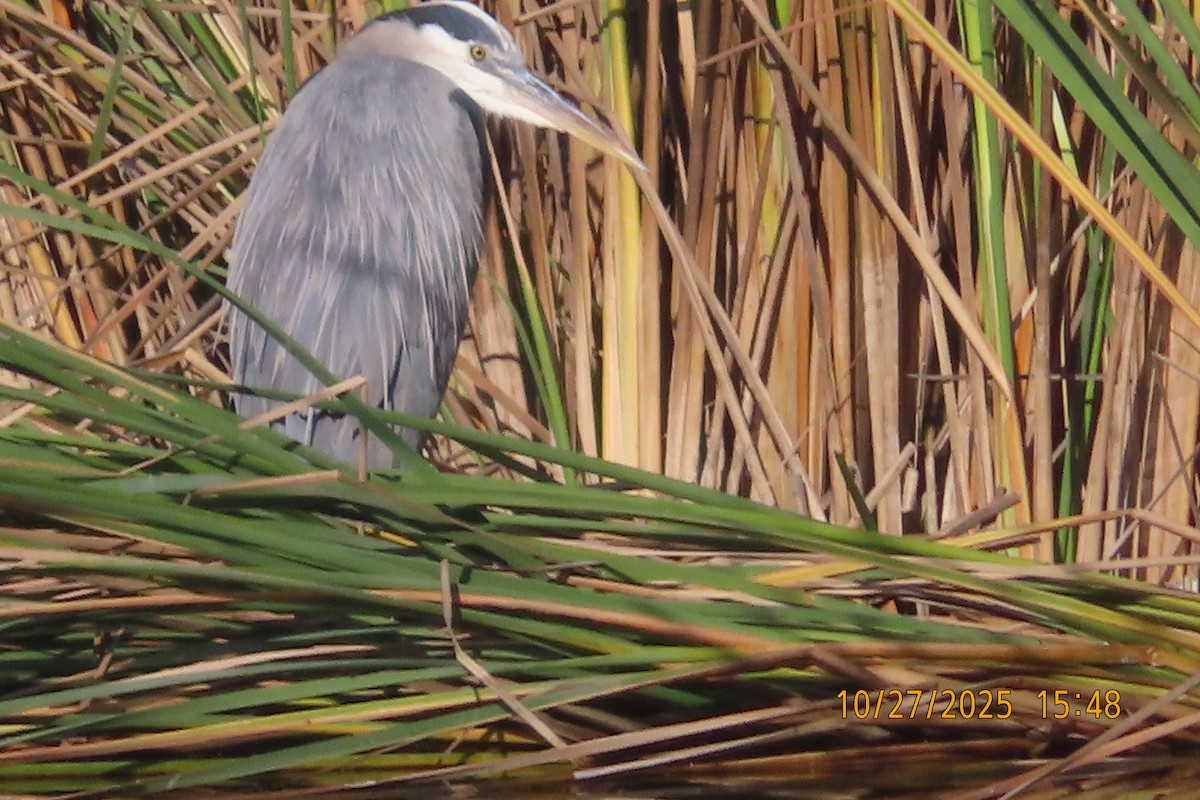 Great Blue Heron - ML644253043