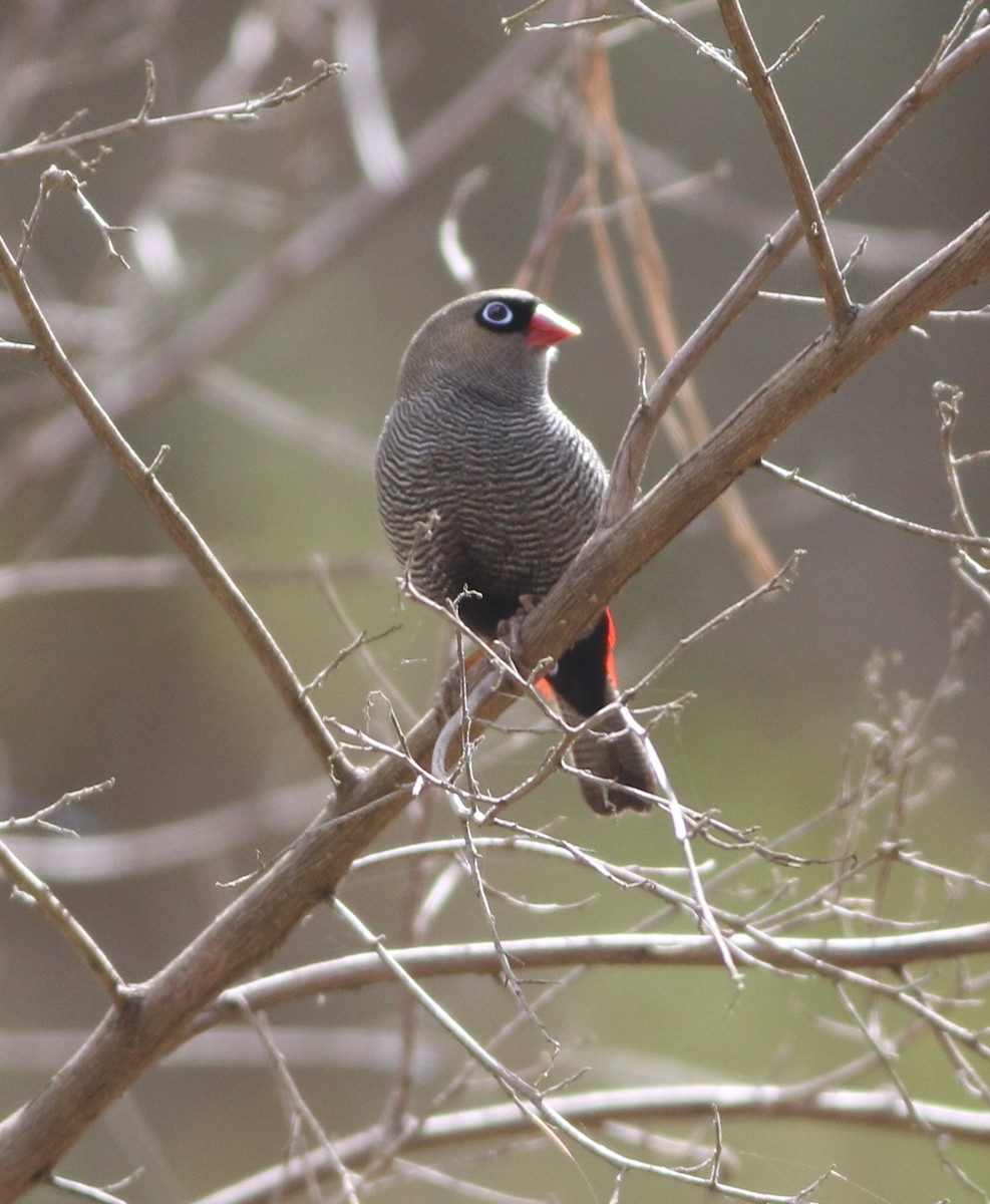 Beautiful Firetail - ML644253046