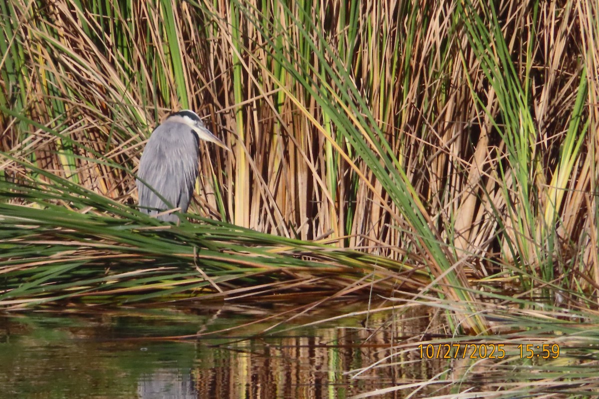 Great Blue Heron - ML644253049