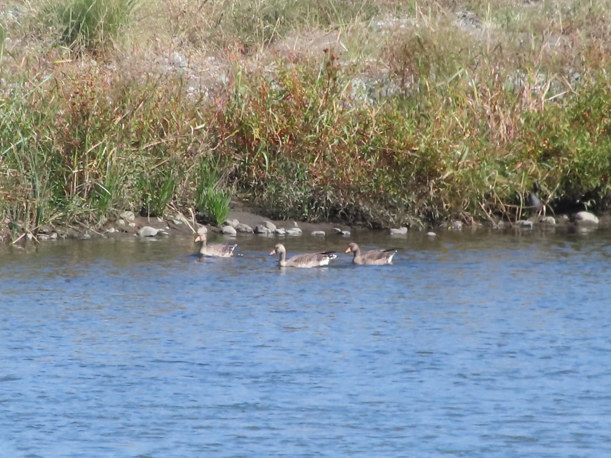 Greater White-fronted Goose - ML644253063