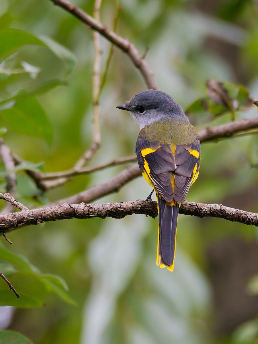 gråhakemønjefugl - ML644253066