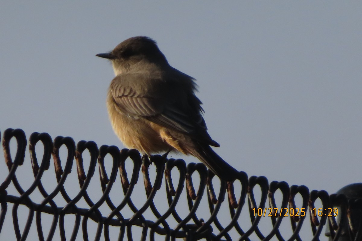 Say's Phoebe - ML644253067