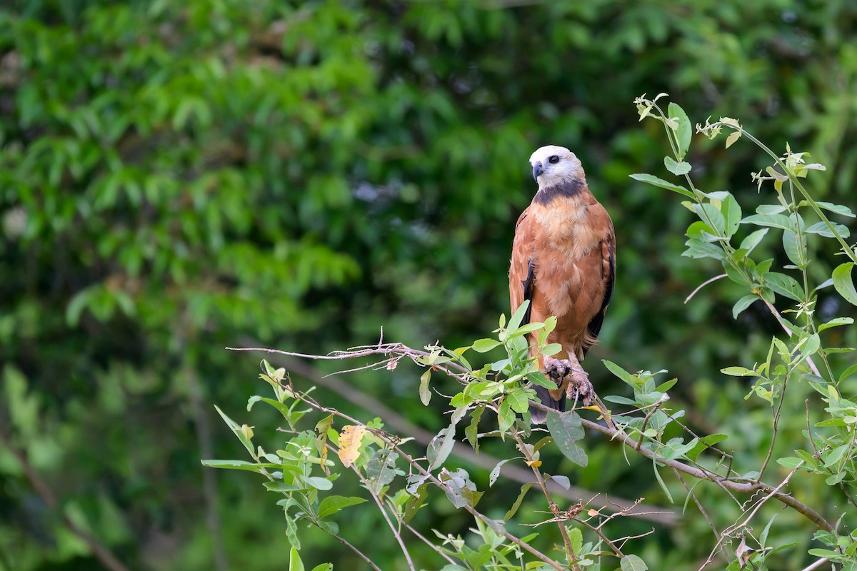 Black-collared Hawk - ML644253068