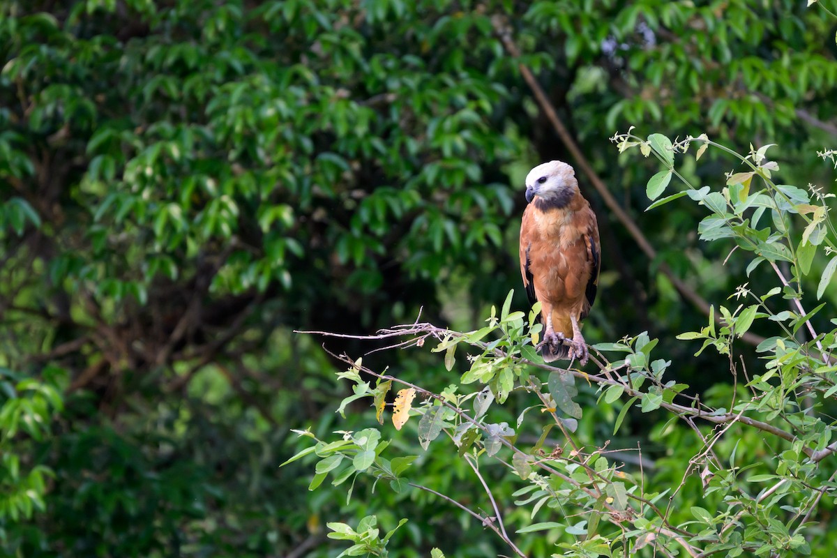 Black-collared Hawk - ML644253069