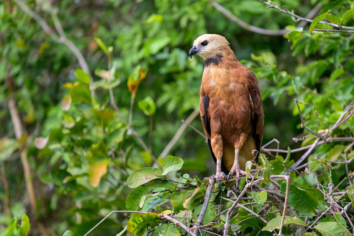 Black-collared Hawk - ML644253070