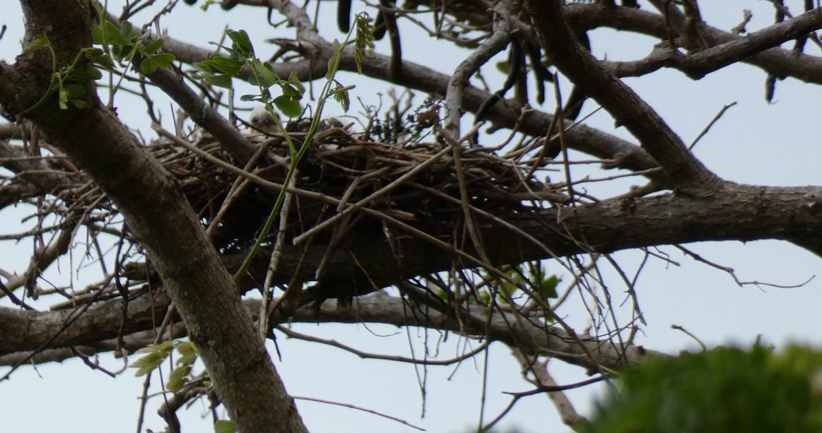 Fiji Goshawk - ML644253072