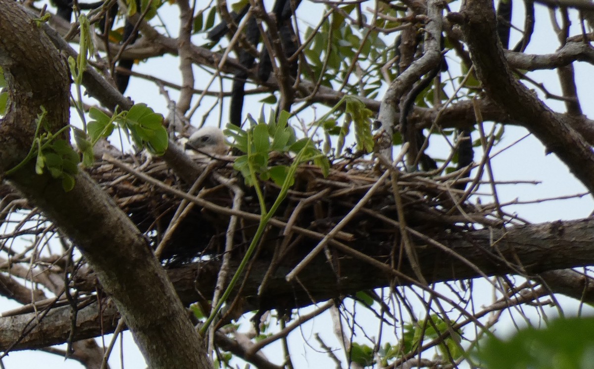 Fiji Goshawk - ML644253073