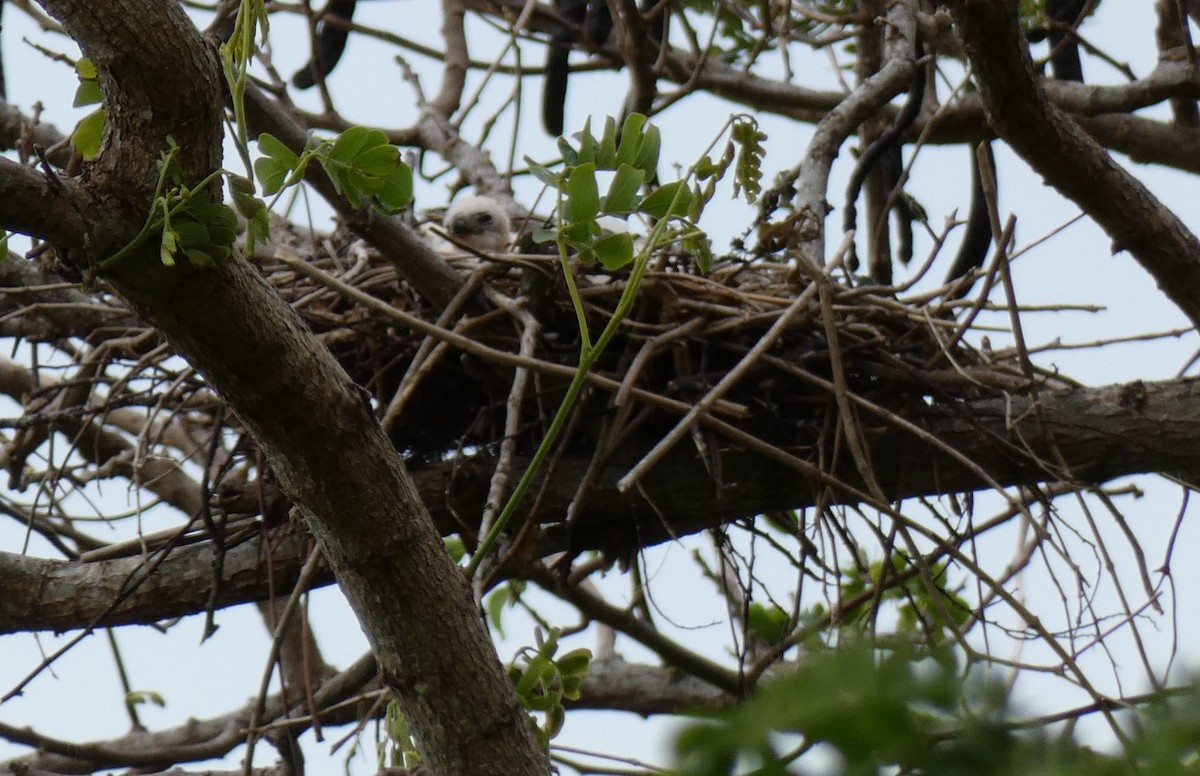 Fiji Goshawk - ML644253074