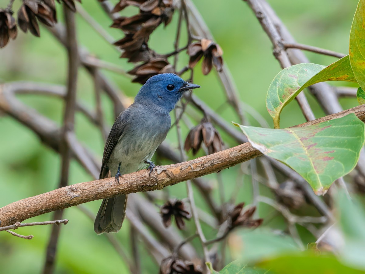 Tchitrec azuré - ML644253075