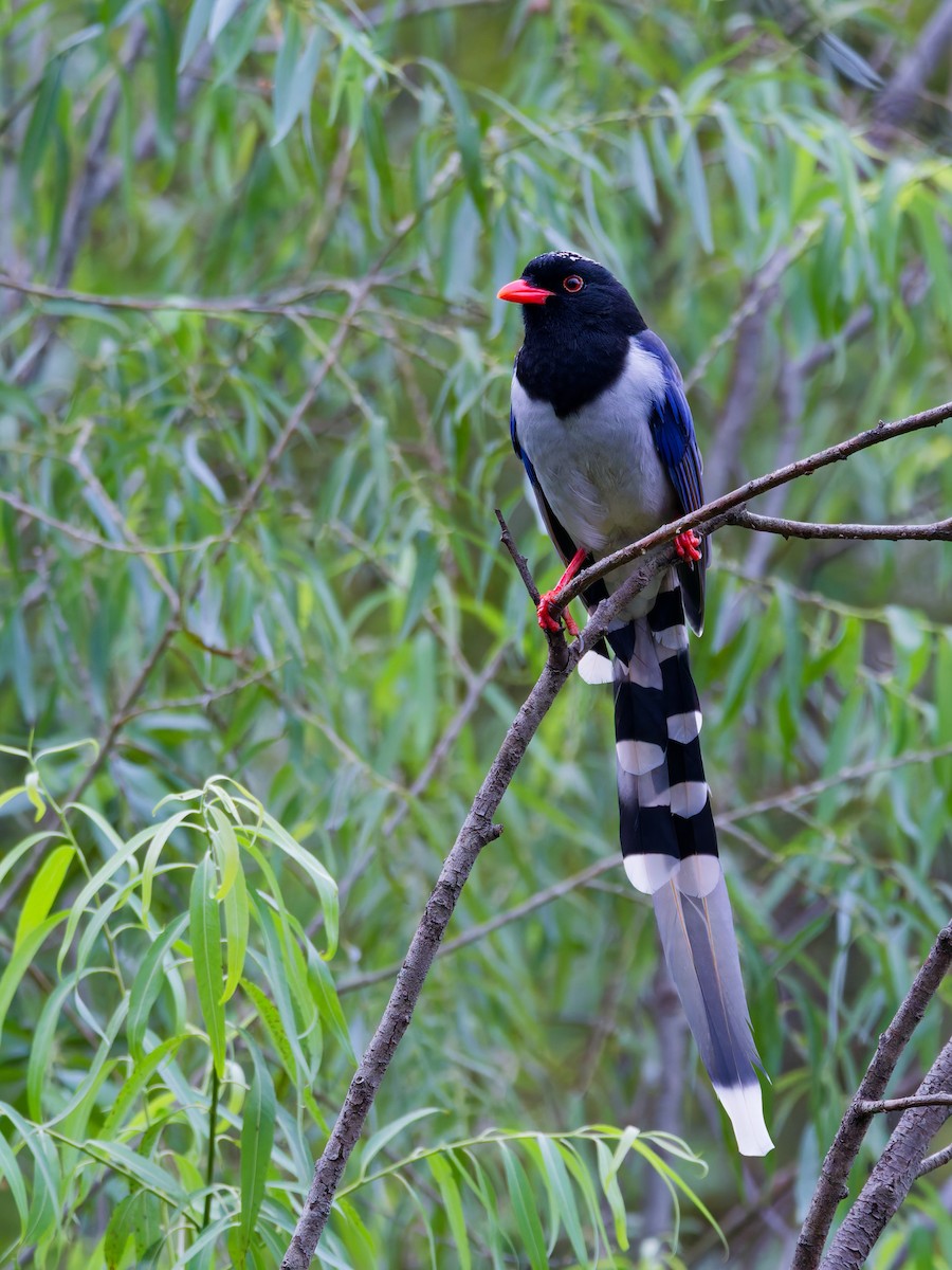 Red-billed Blue-Magpie - ML644253076