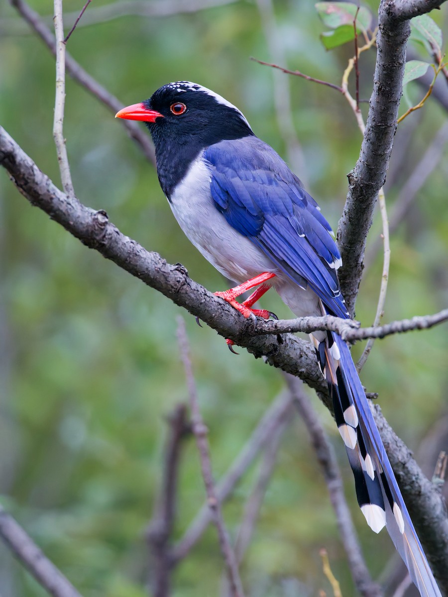 Red-billed Blue-Magpie - ML644253077