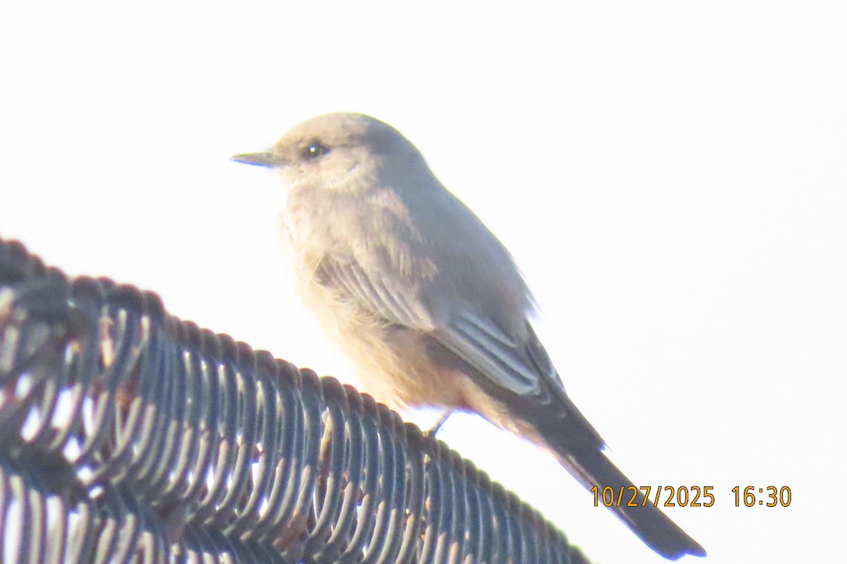 Say's Phoebe - ML644253081