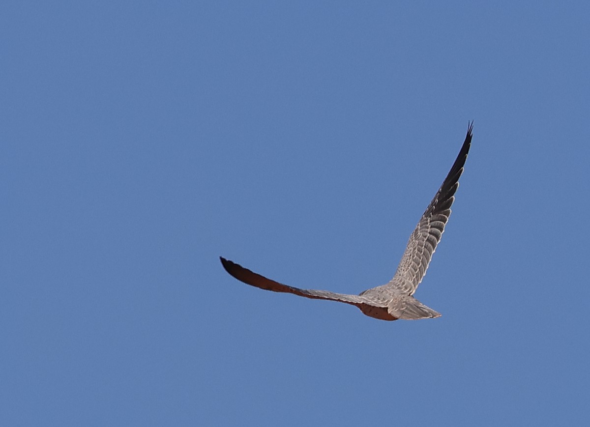 Halcón Gris - ML644253086