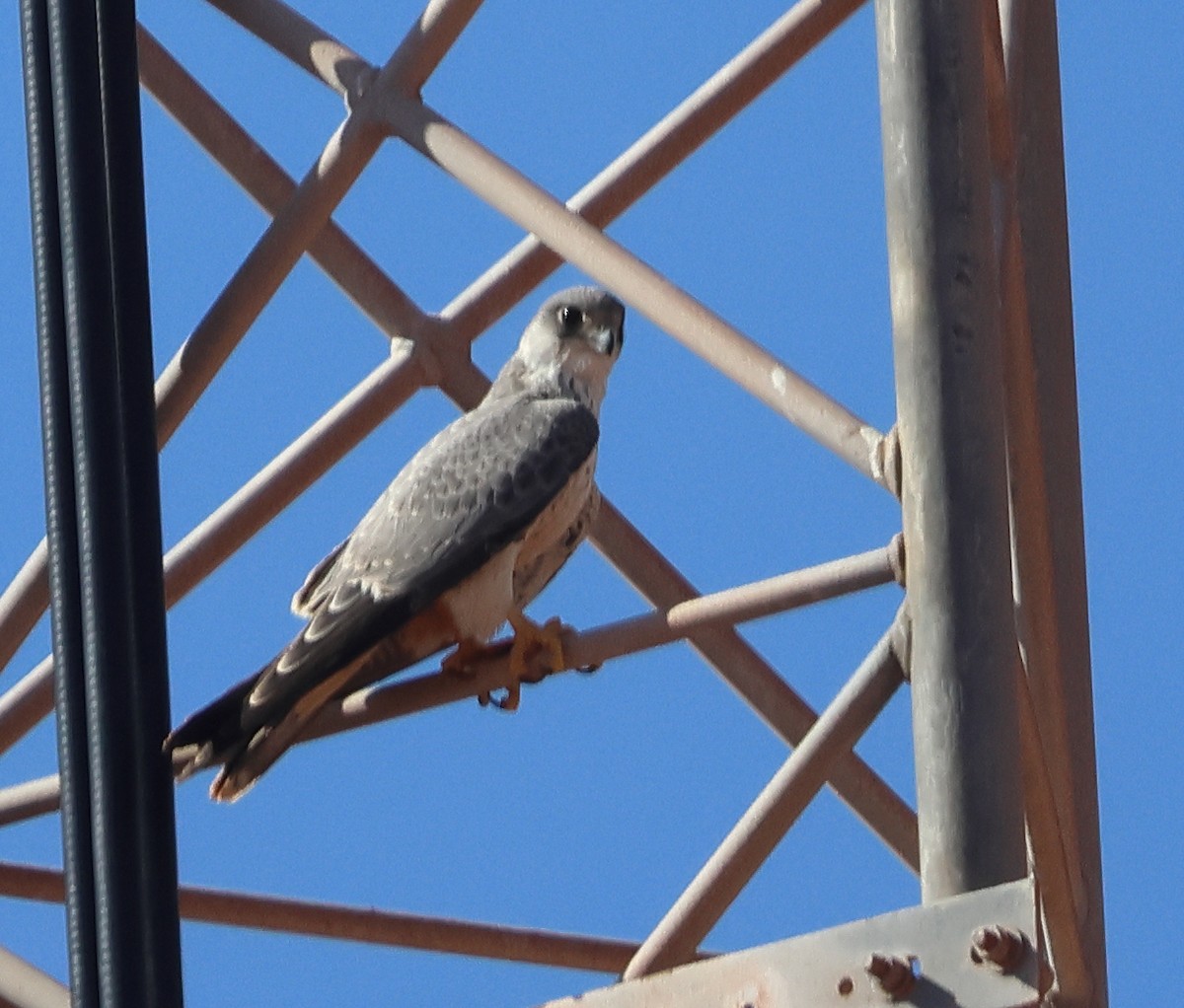 Halcón Gris - ML644253087