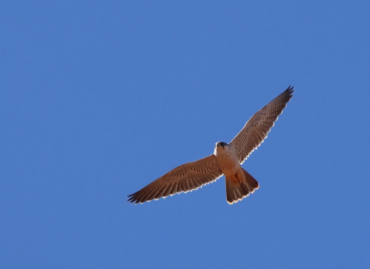 Halcón Gris - ML644253088