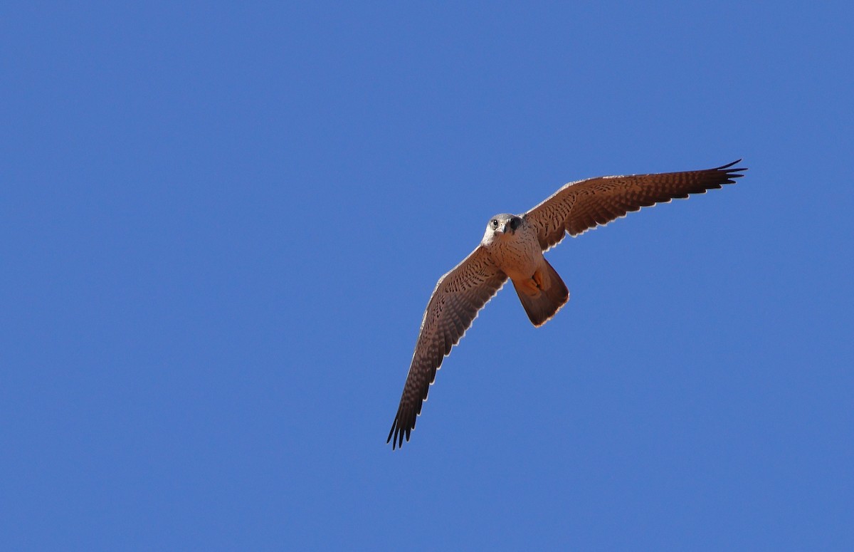 Halcón Gris - ML644253090