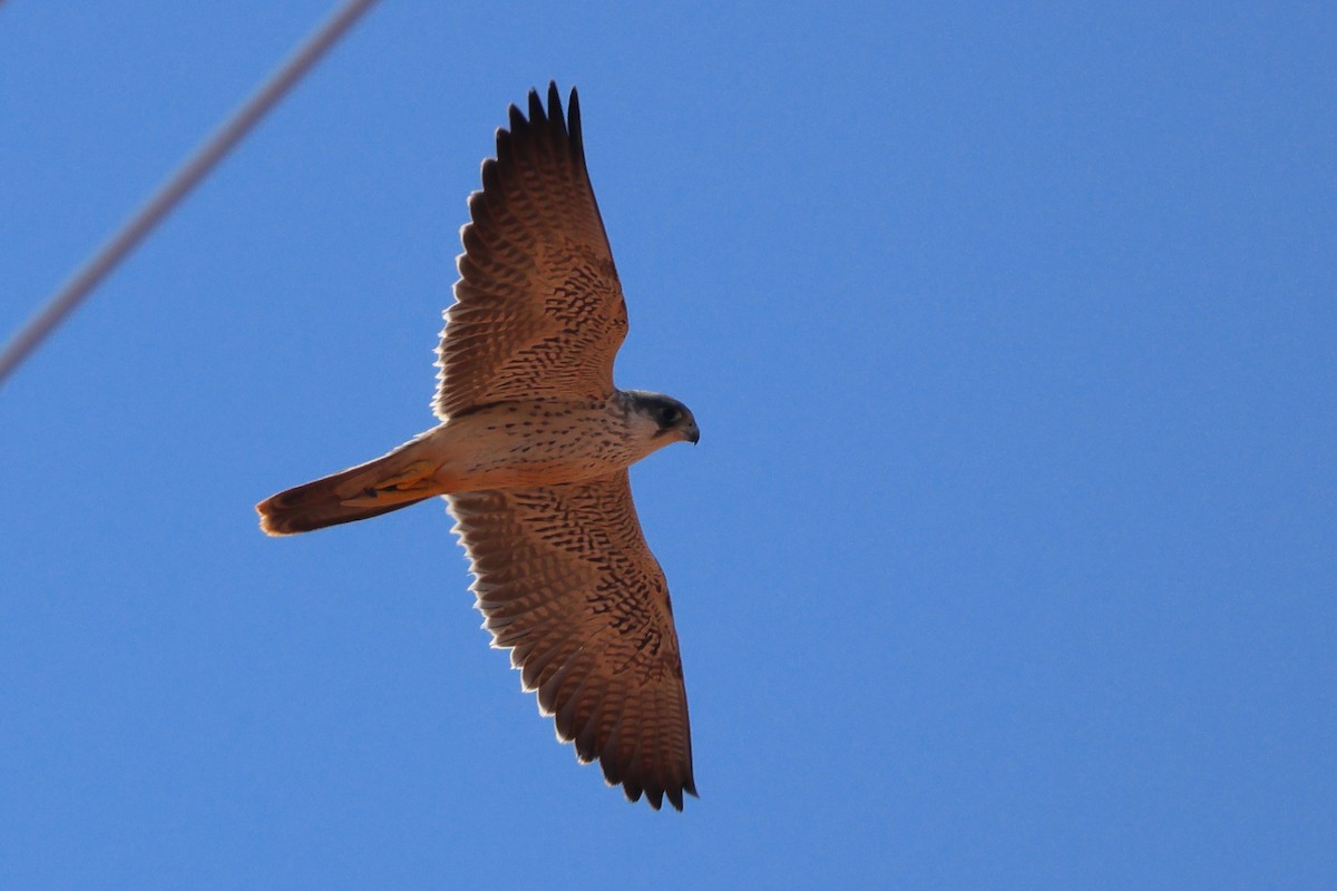 Halcón Gris - ML644253091