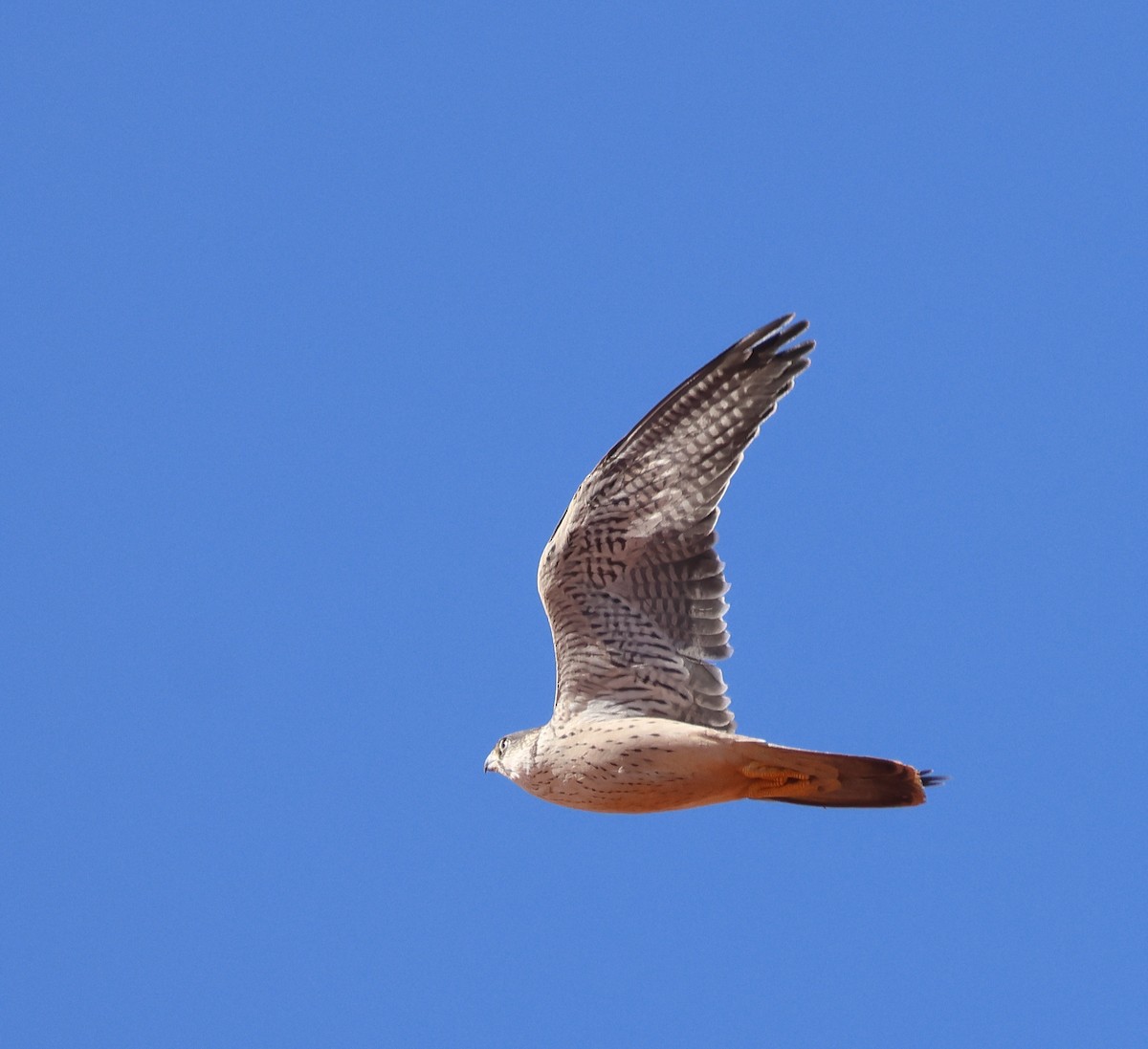 Halcón Gris - ML644253092