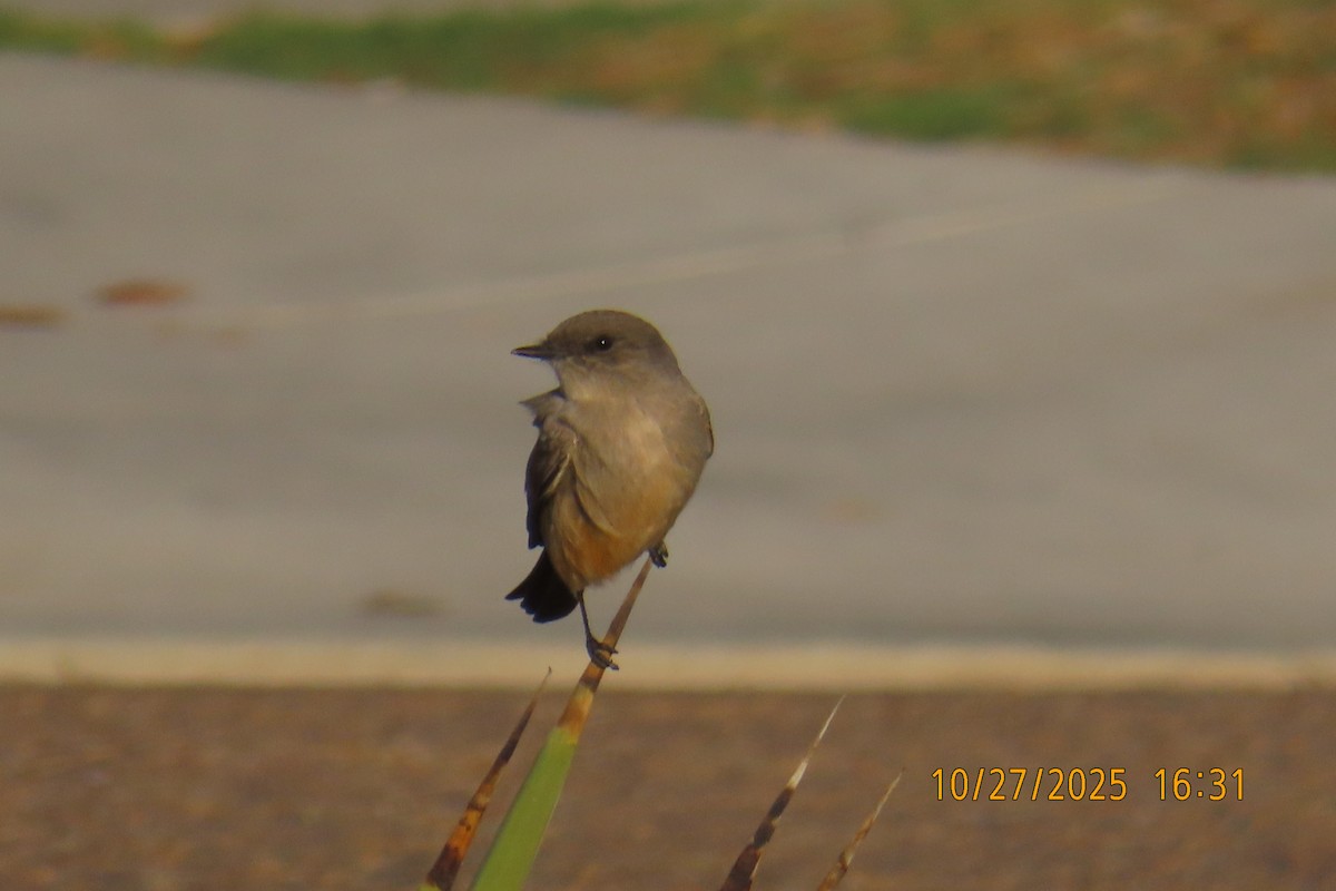 Say's Phoebe - ML644253093