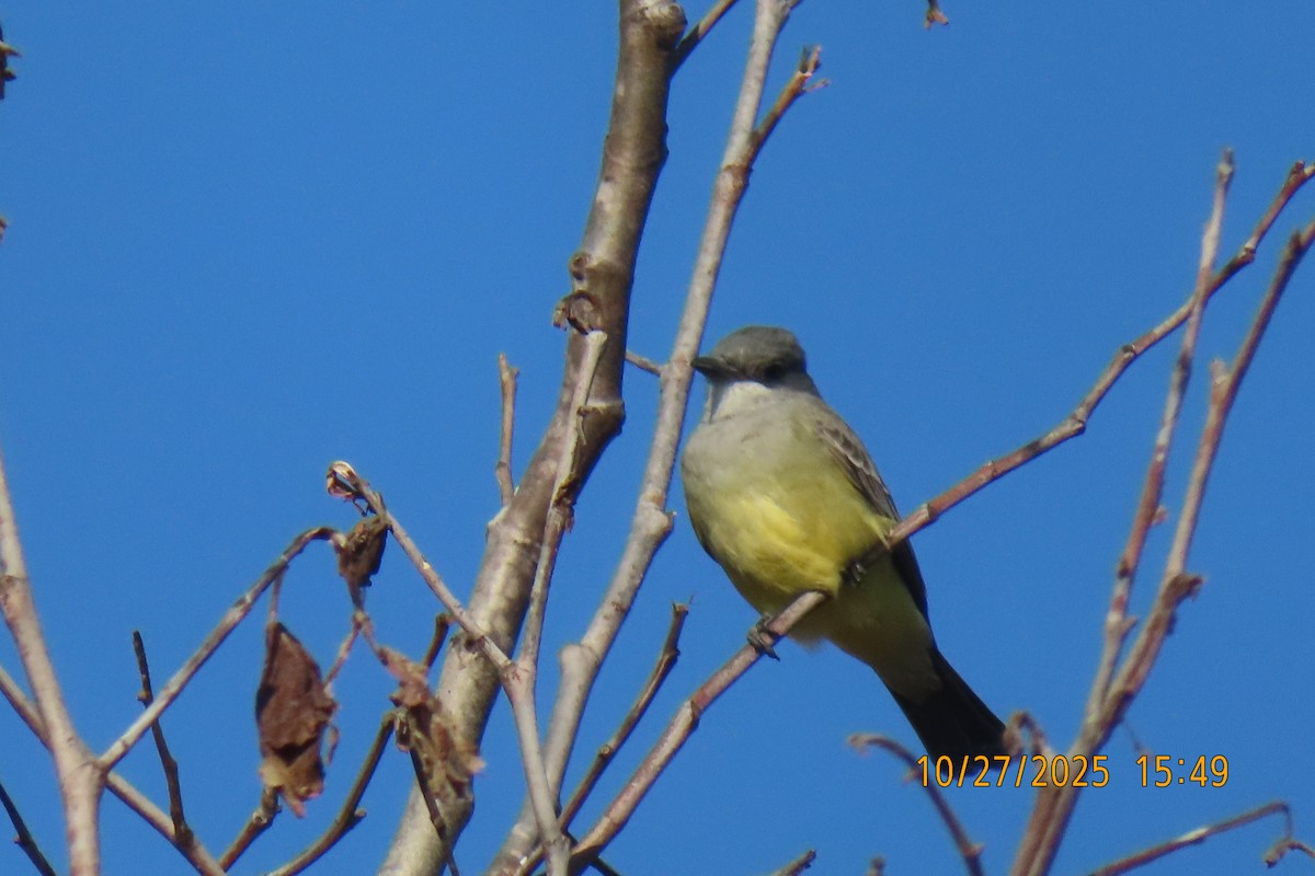 Cassin's Kingbird - ML644253097