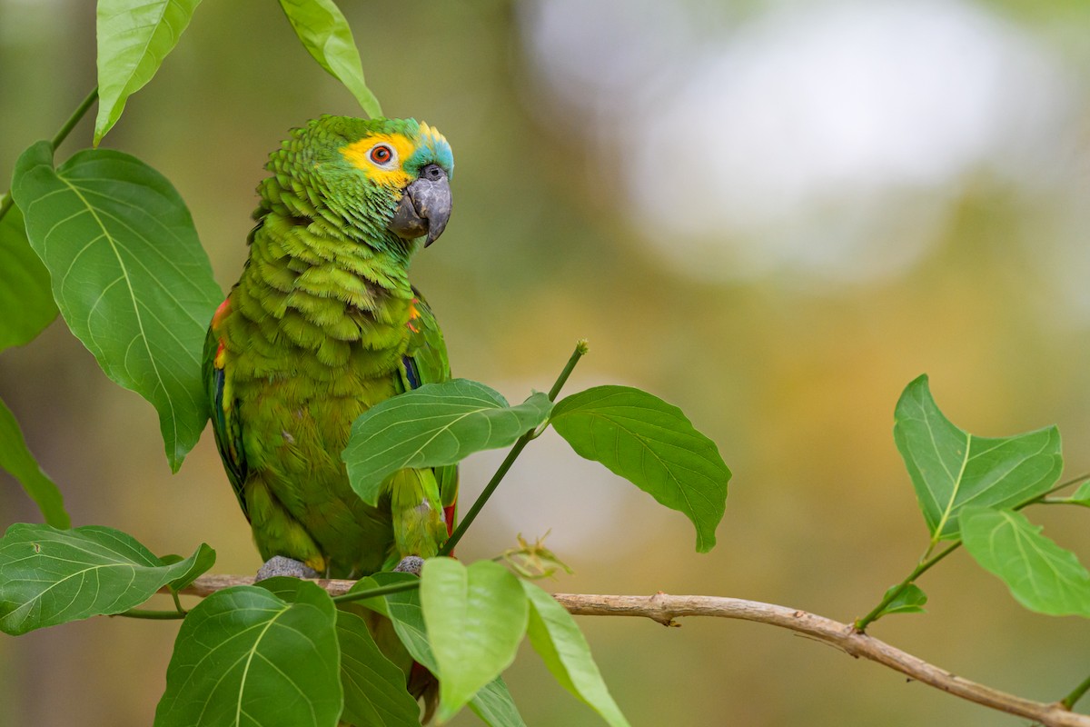 Amazona Frentiazul - ML644253100
