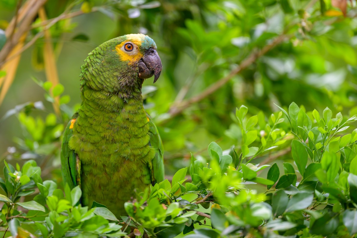 Amazona Frentiazul - ML644253101