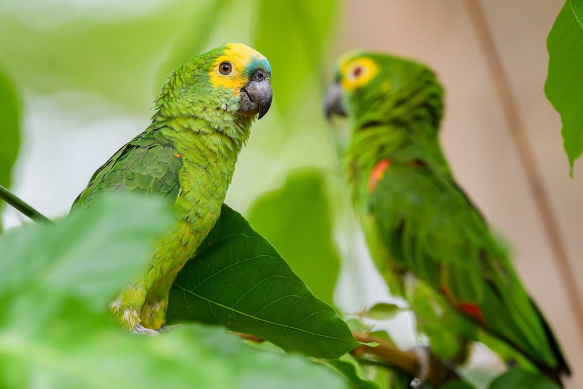 Amazona Frentiazul - ML644253102