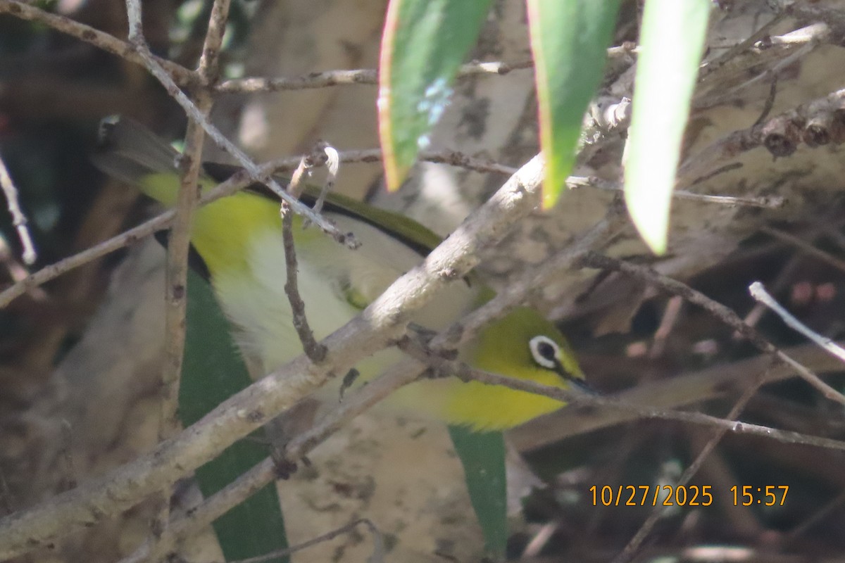 Swinhoe's White-eye - ML644253103