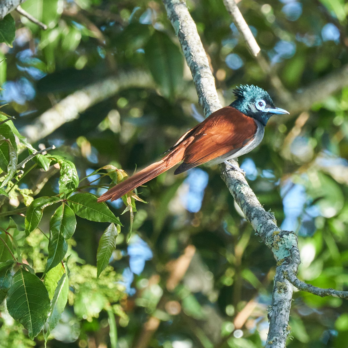 African Paradise-Flycatcher - ML644253107
