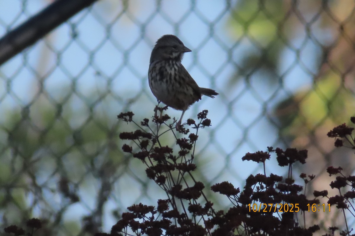 Song Sparrow - ML644253109