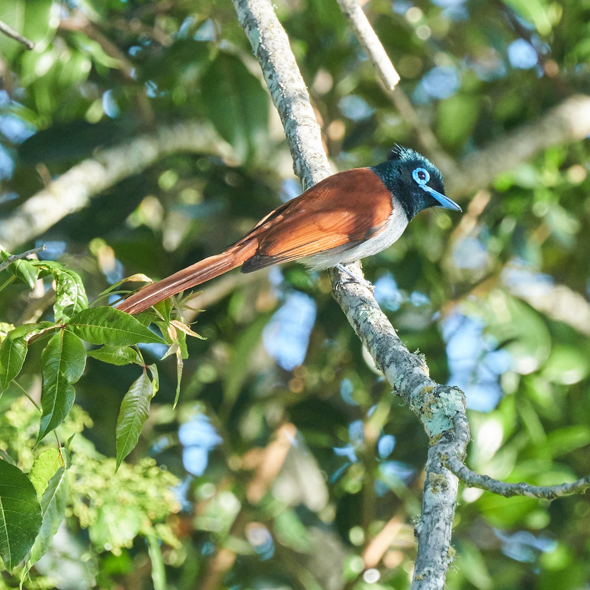 African Paradise-Flycatcher - ML644253112