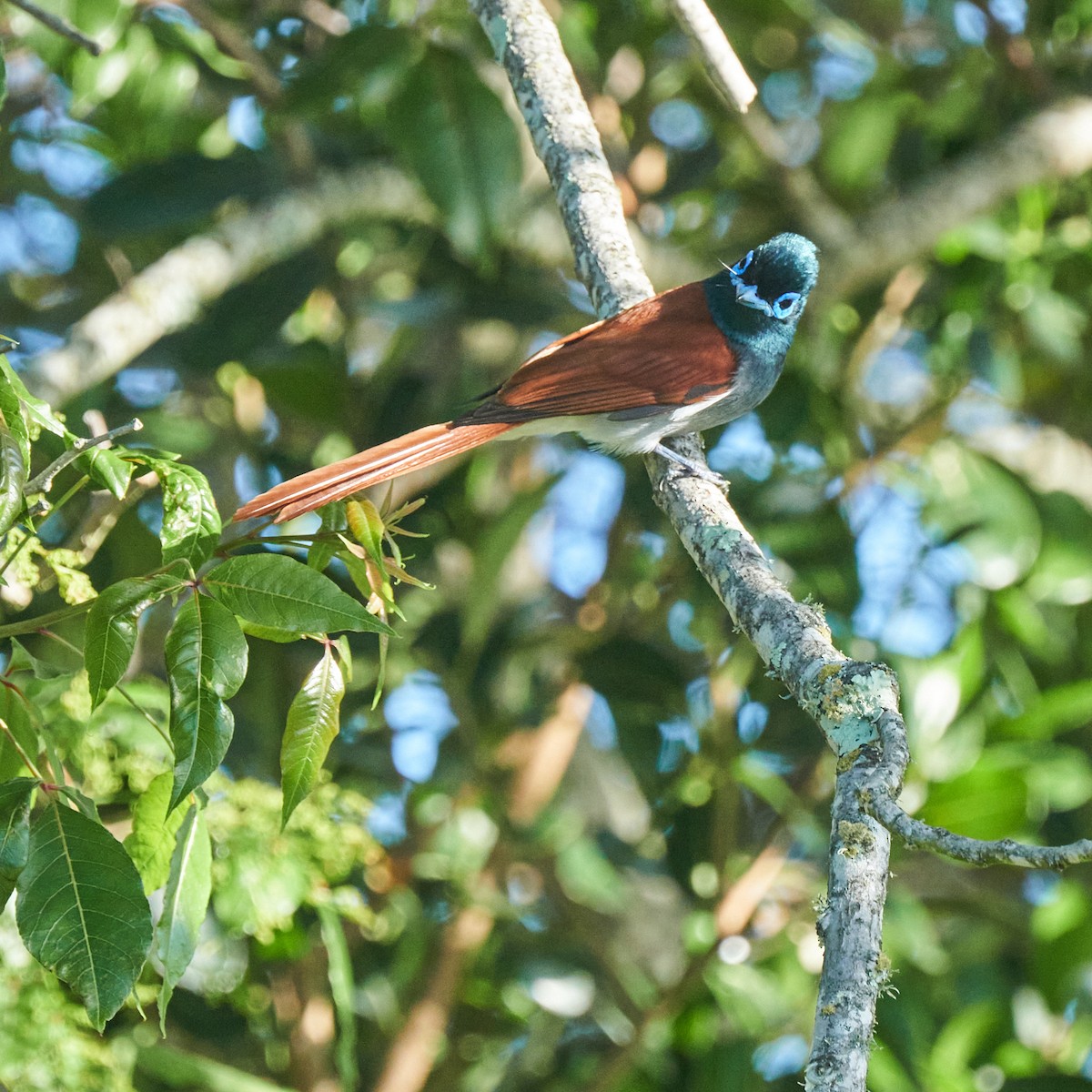 African Paradise-Flycatcher - ML644253116