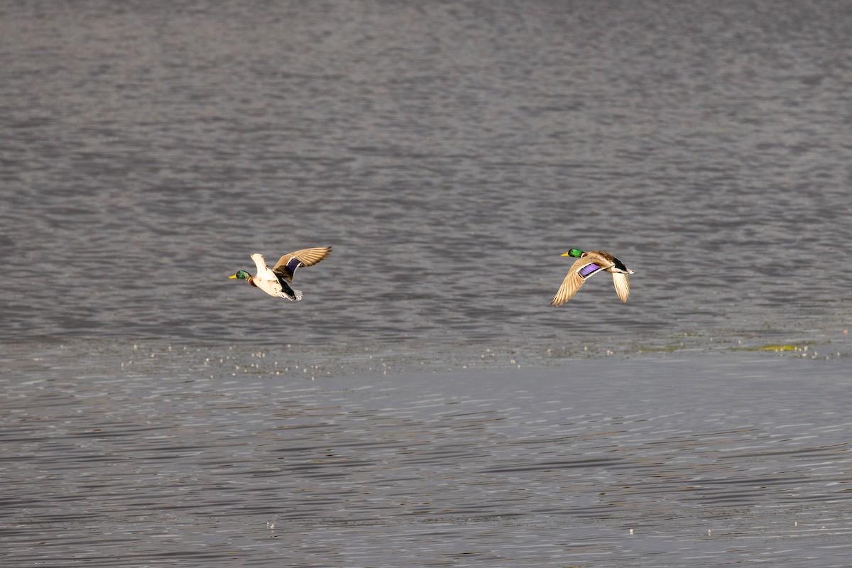 Mallard - ML644253119