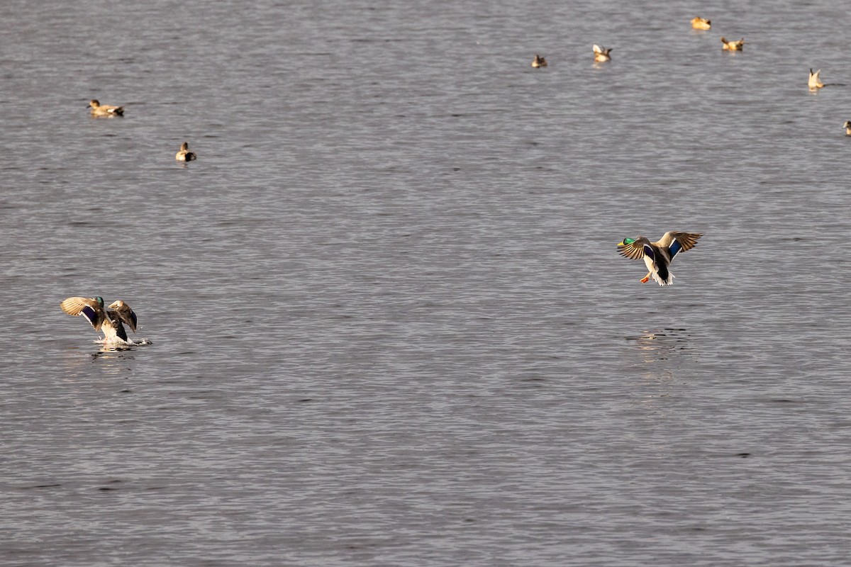 Mallard - ML644253120