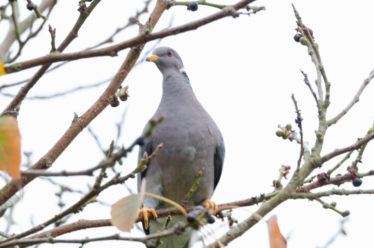 Bandtaube - ML644253138