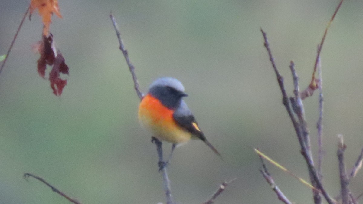 Small Minivet - ML644253156