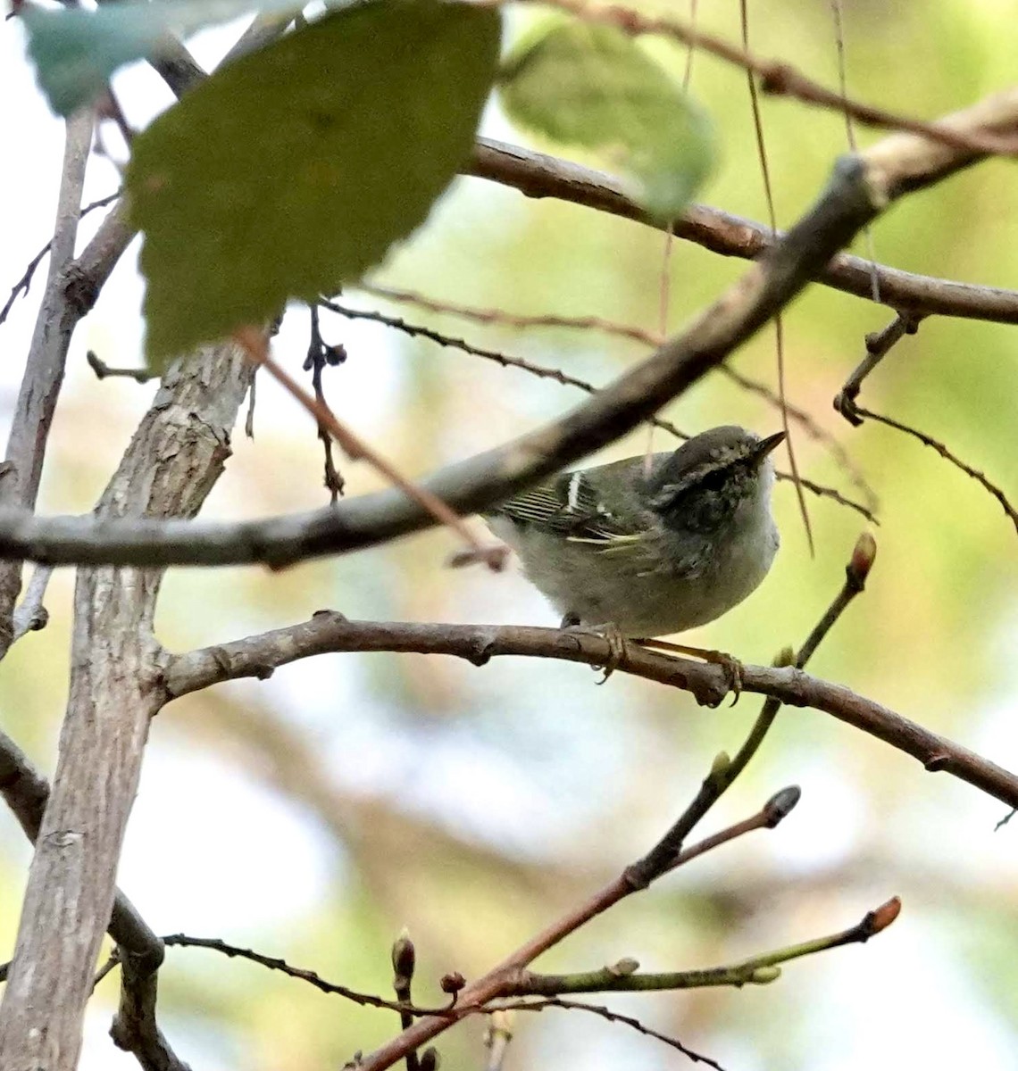 budníček pruhohlavý - ML644253158