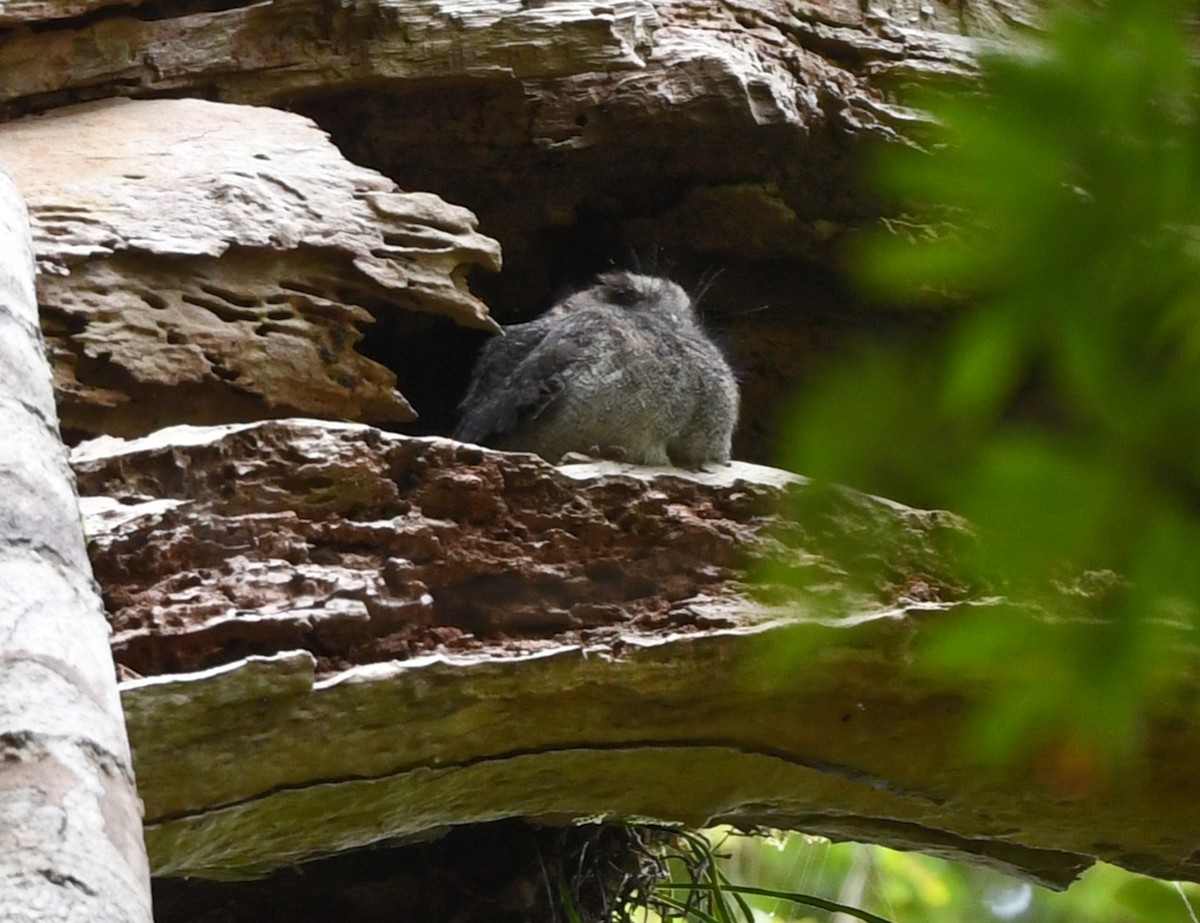 Australian Owlet-nightjar - ML644253161