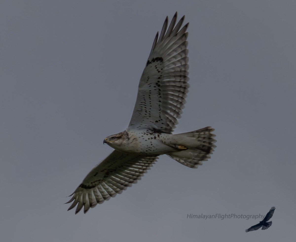 Ferruginous Hawk - ML644253167