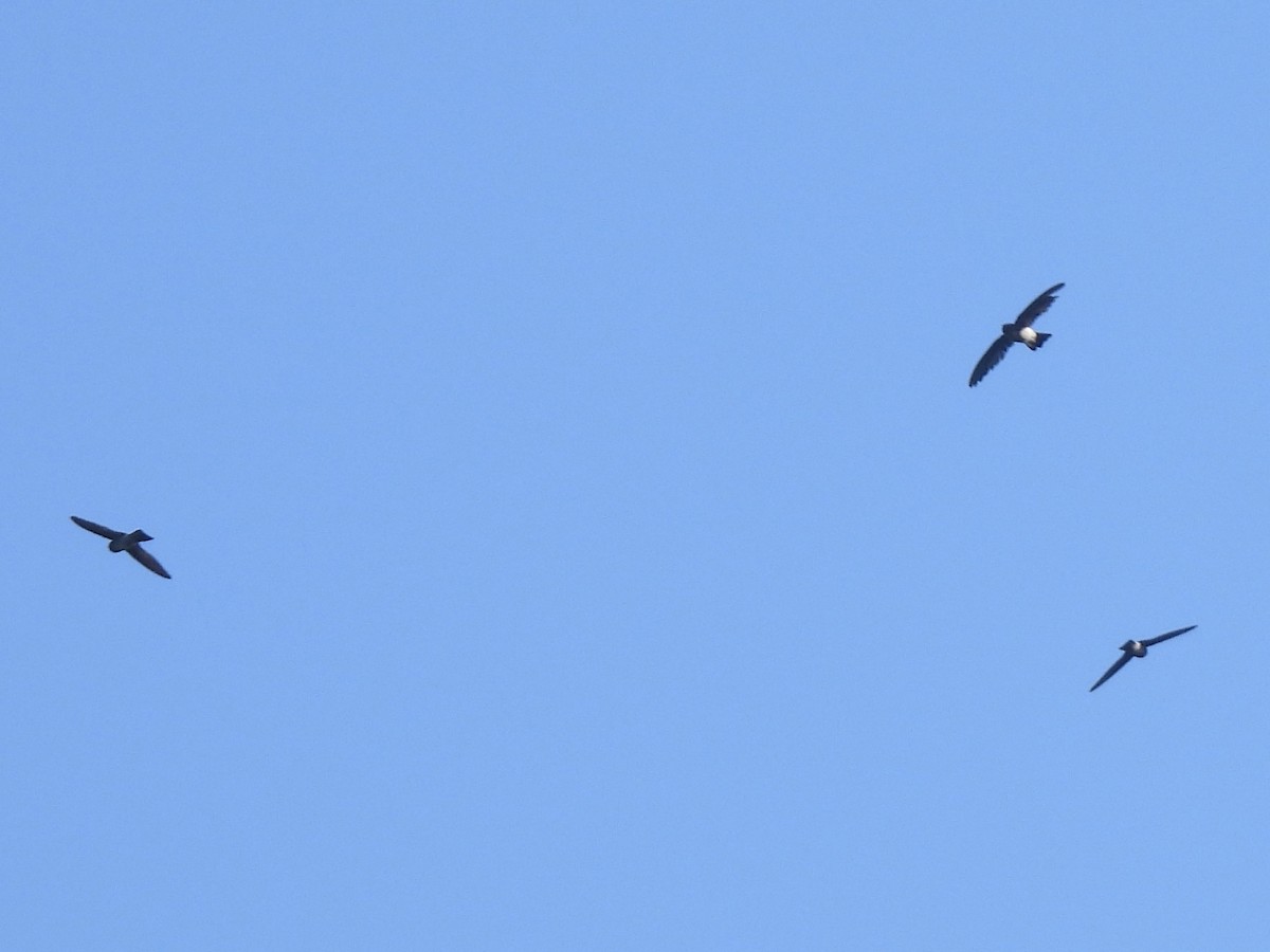 Satin Swiftlet - ML644253172