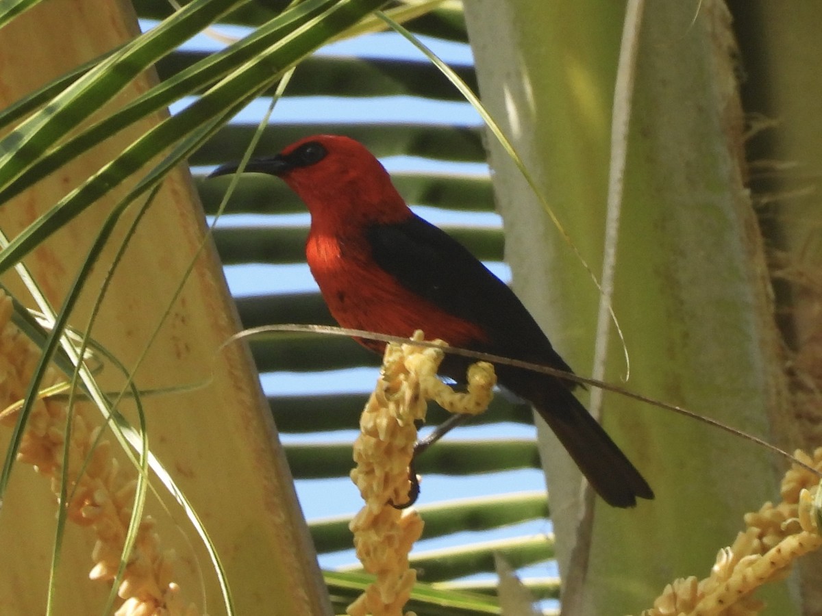Cardinal Myzomela - ML644253173