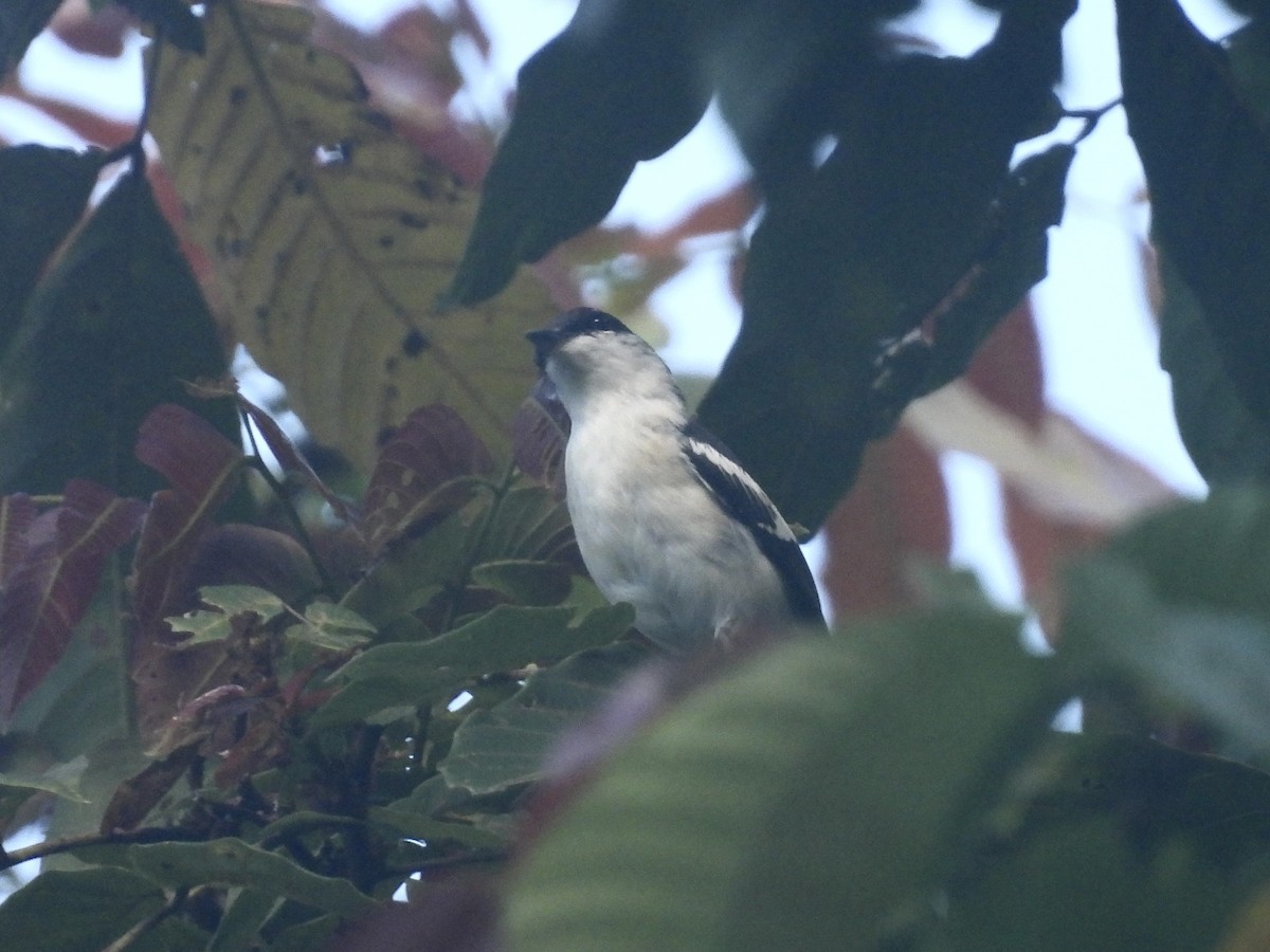 Long-tailed Triller - ML644253175