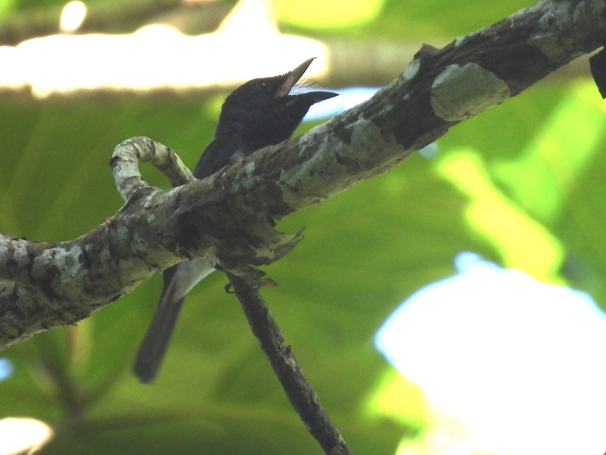 Melanesian Flycatcher - ML644253178