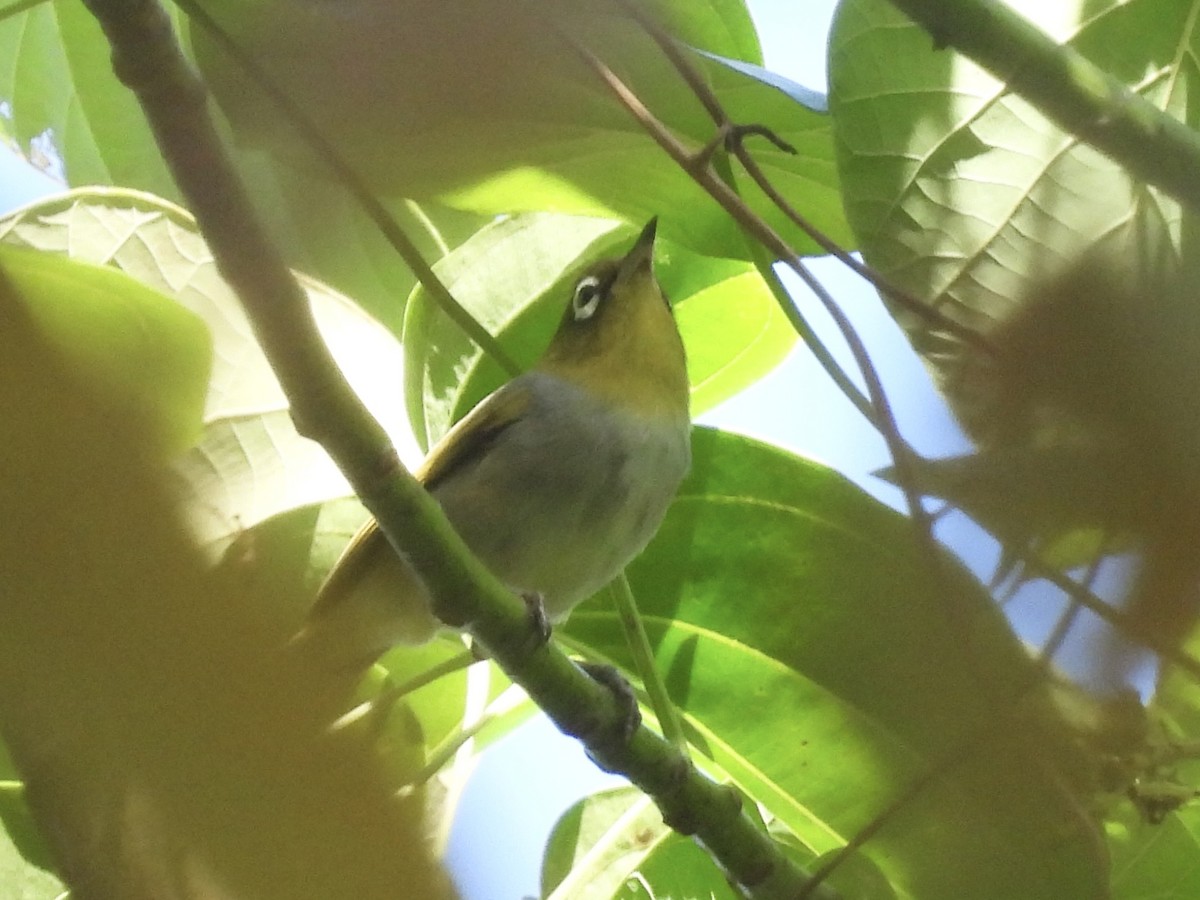 Silvereye - ML644253179