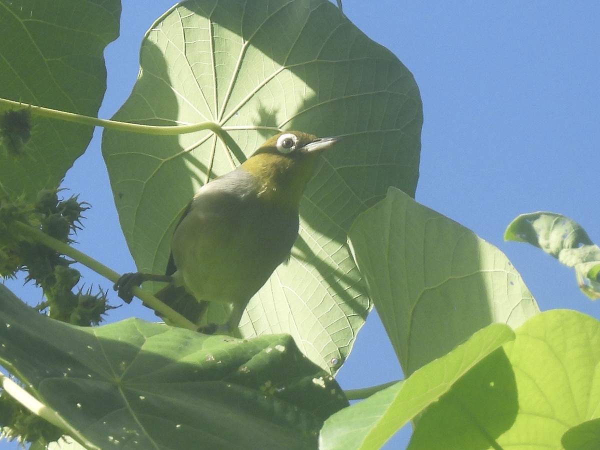 Silvereye - ML644253180