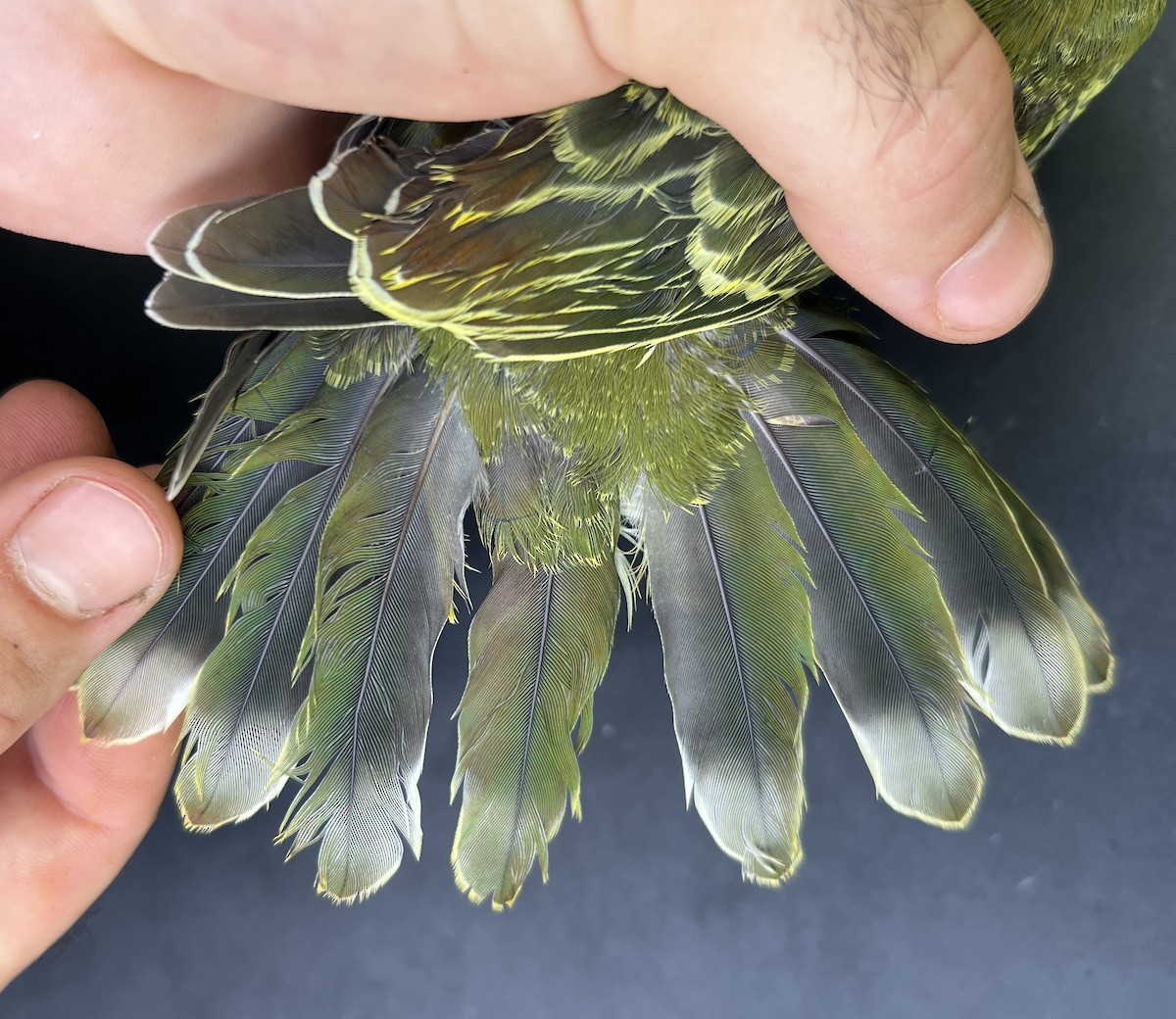 holub růžovohlavý - ML644253205