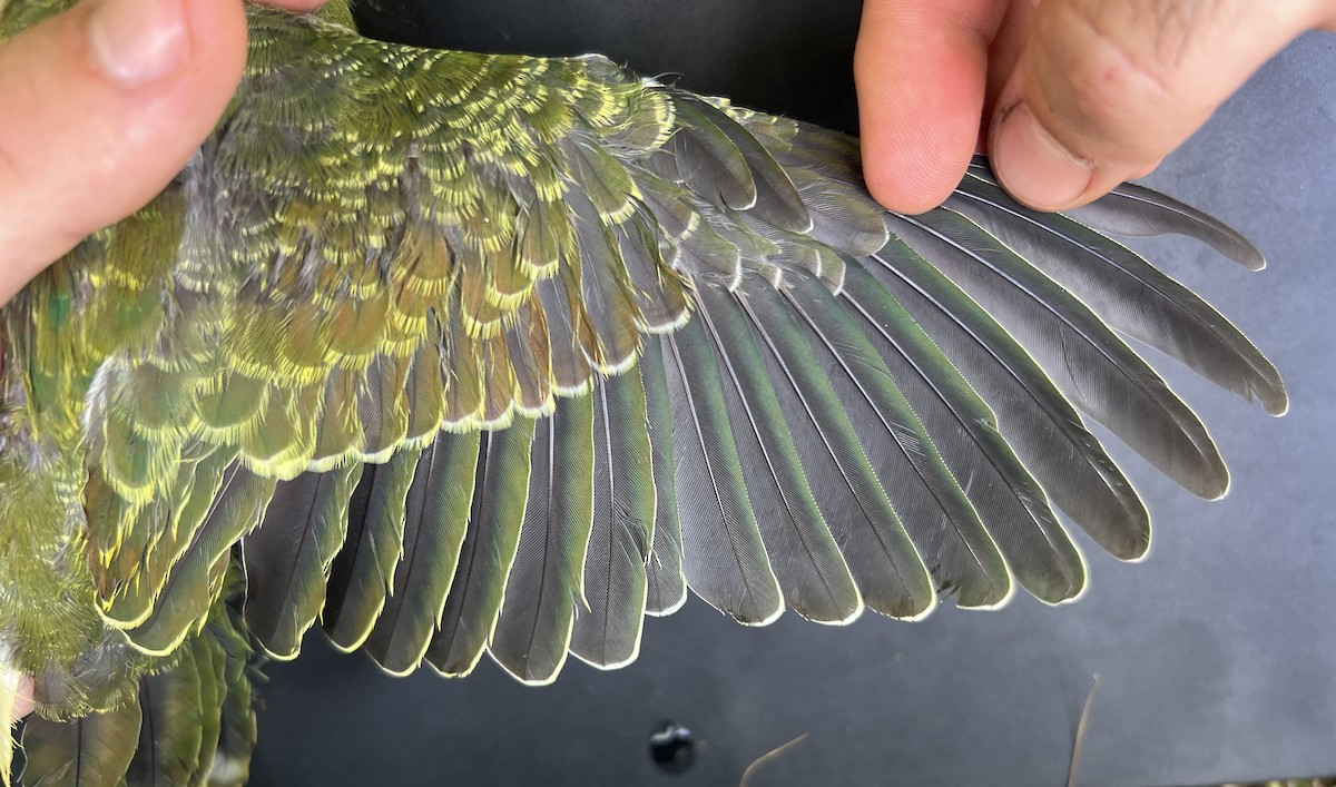 holub růžovohlavý - ML644253206